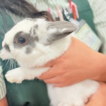 【最新画像更新🪄︎︎✨】むちむち豆大福ちゃん🐰🫘ネザーランドドワーフ(チャーリー) 男の子