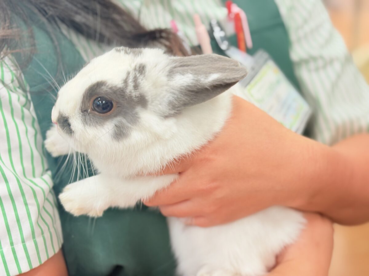 【最新画像更新🪄︎︎✨】むちむち豆大福ちゃん🐰🫘ネザーランドドワーフ(チャーリー) 男の子 ネザーランドドワーフ
