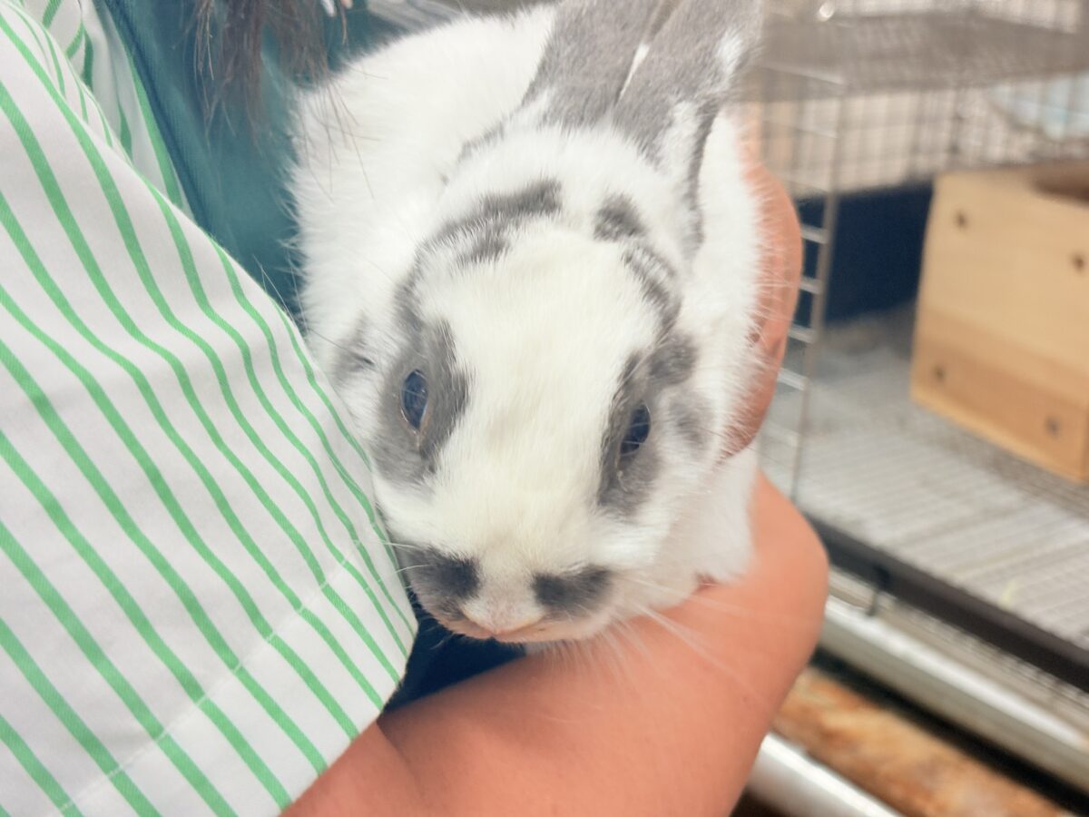 【最新画像更新🪄︎︎✨】むちむち豆大福ちゃん🐰🫘ネザーランドドワーフ(チャーリー) 男の子 ネザーランドドワーフ