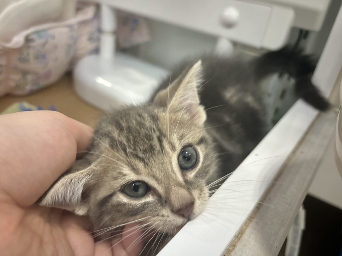 ふみふみパーティーが止まらないよぉ〜♥アメリカンショートヘアくん! アメリカンショートヘア