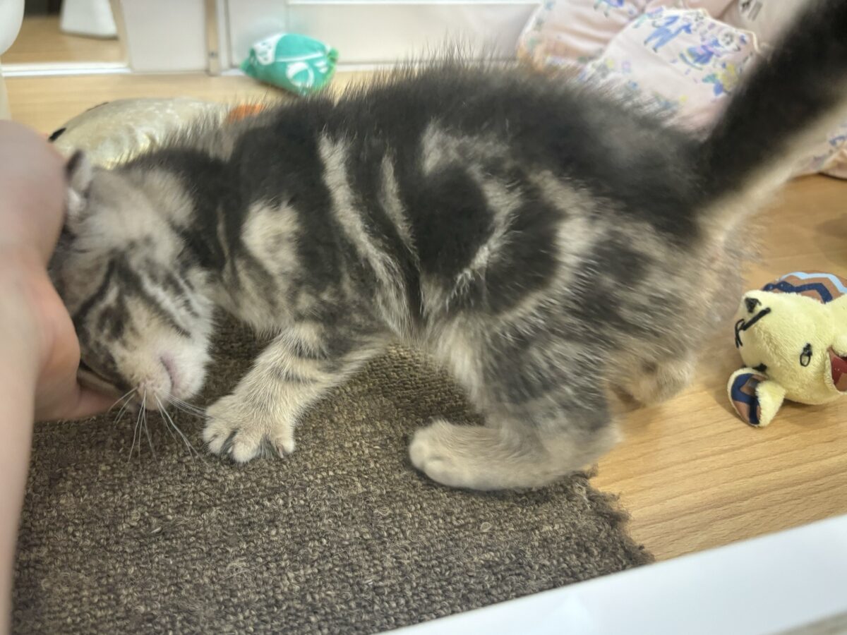 ふみふみパーティーが止まらないよぉ〜♥アメリカンショートヘアくん! アメリカンショートヘア