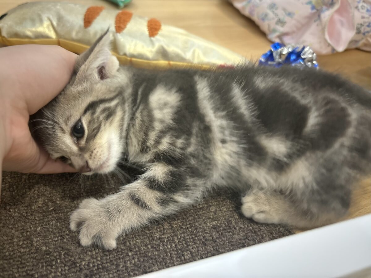 ふみふみパーティーが止まらないよぉ〜♥アメリカンショートヘアくん! アメリカンショートヘア