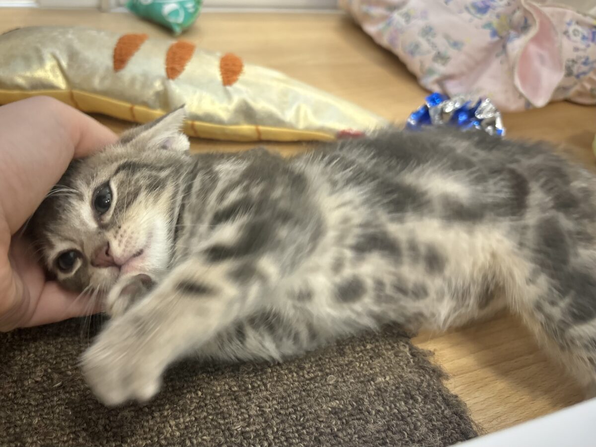 ふみふみパーティーが止まらないよぉ〜♥アメリカンショートヘアくん! アメリカンショートヘア