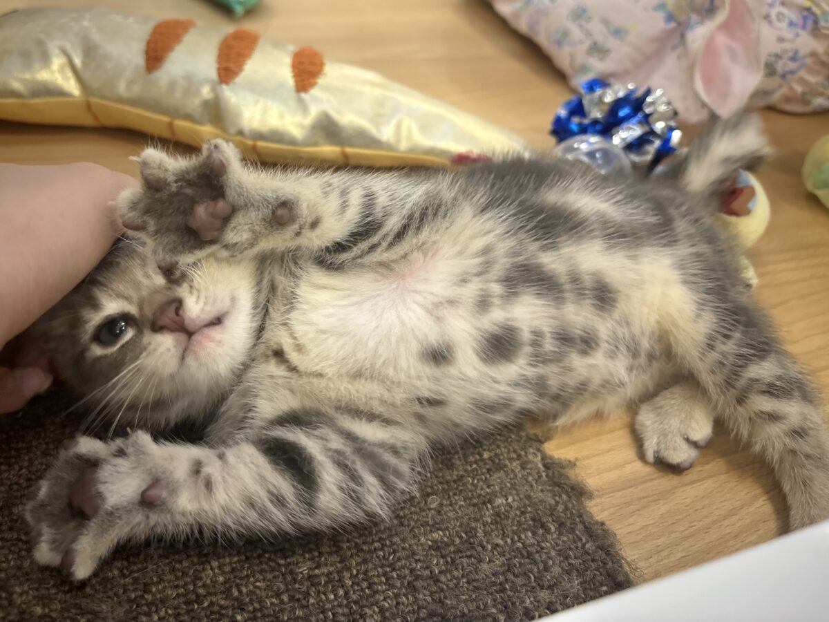 ふみふみパーティーが止まらないよぉ〜♥アメリカンショートヘアくん! アメリカンショートヘア