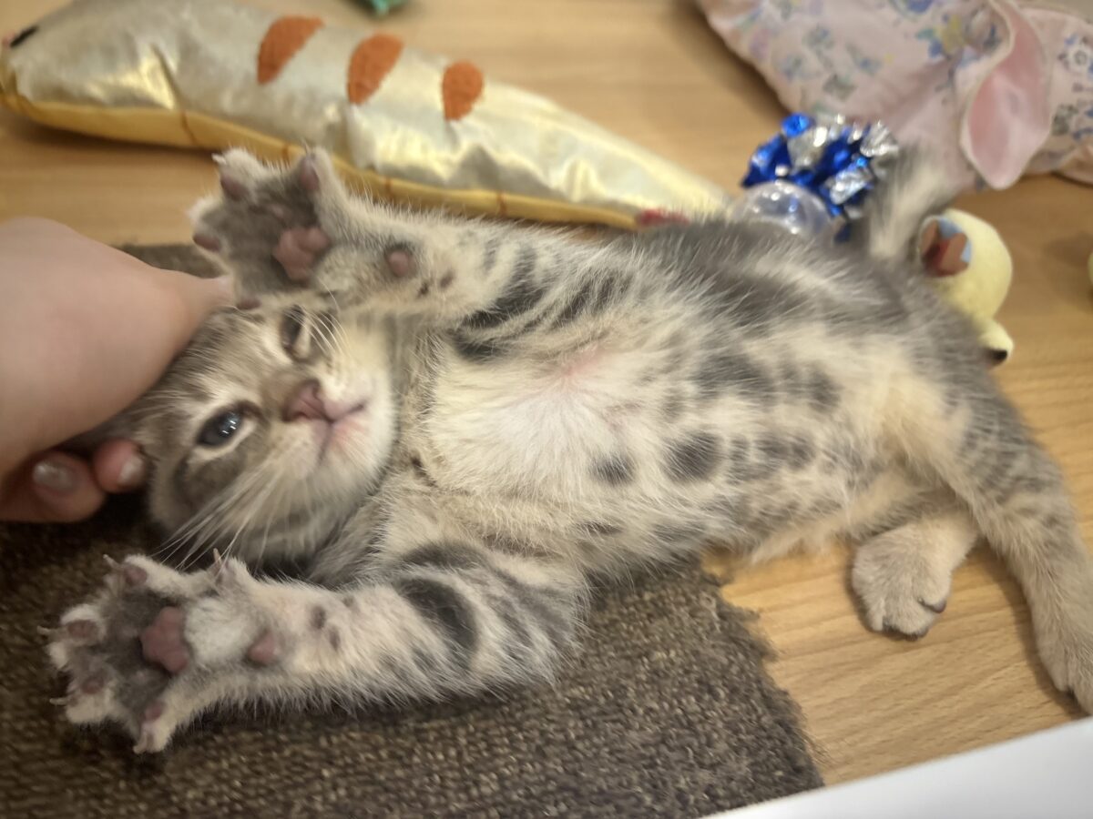 ふみふみパーティーが止まらないよぉ〜♥アメリカンショートヘアくん! アメリカンショートヘア