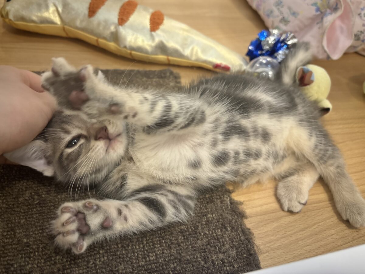 ふみふみパーティーが止まらないよぉ〜♥アメリカンショートヘアくん! アメリカンショートヘア