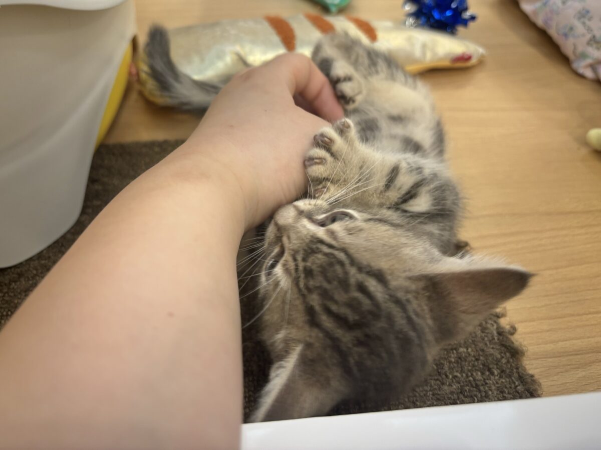 ふみふみパーティーが止まらないよぉ〜♥アメリカンショートヘアくん! アメリカンショートヘア