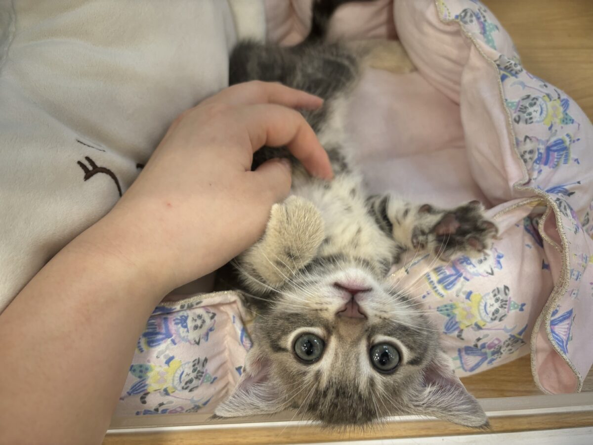 ふみふみパーティーが止まらないよぉ〜♥アメリカンショートヘアくん! アメリカンショートヘア