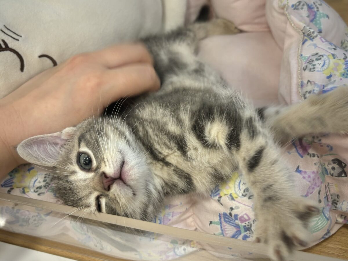 ふみふみパーティーが止まらないよぉ〜♥アメリカンショートヘアくん! アメリカンショートヘア