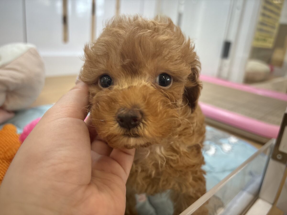 超ホヤホヤ最新画像✨私の愛の叫びを受け止めて〜♥トイプードルちゃん! トイプードル