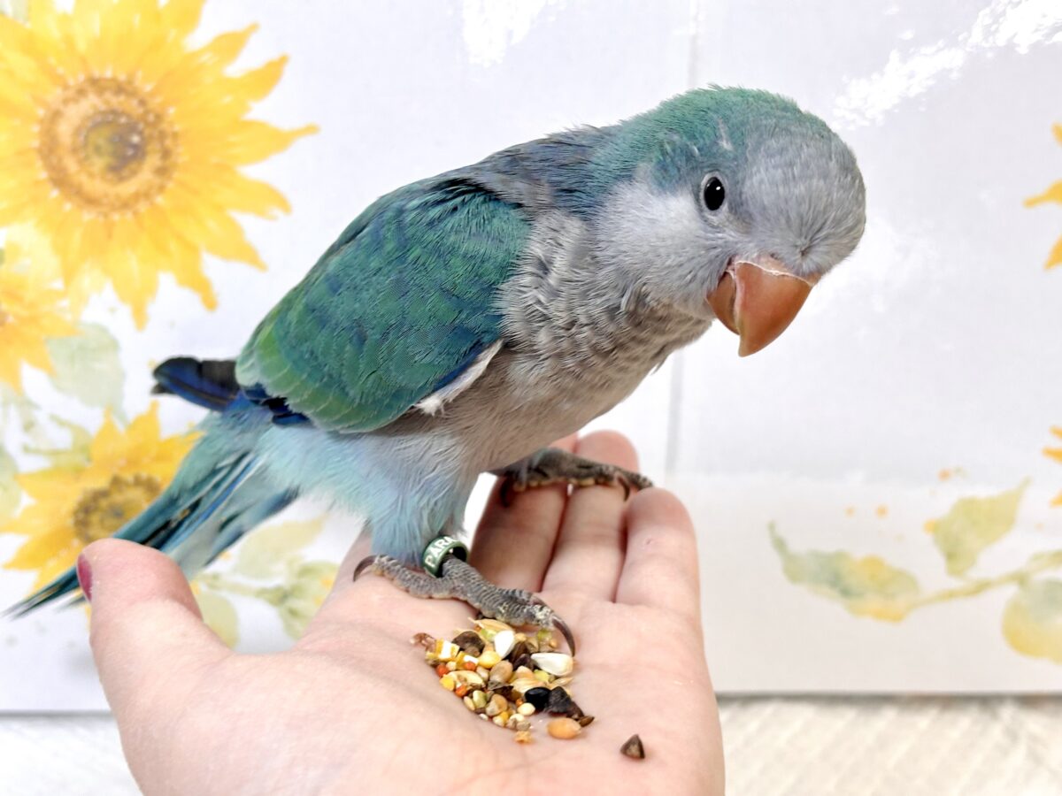 オキナインコ
