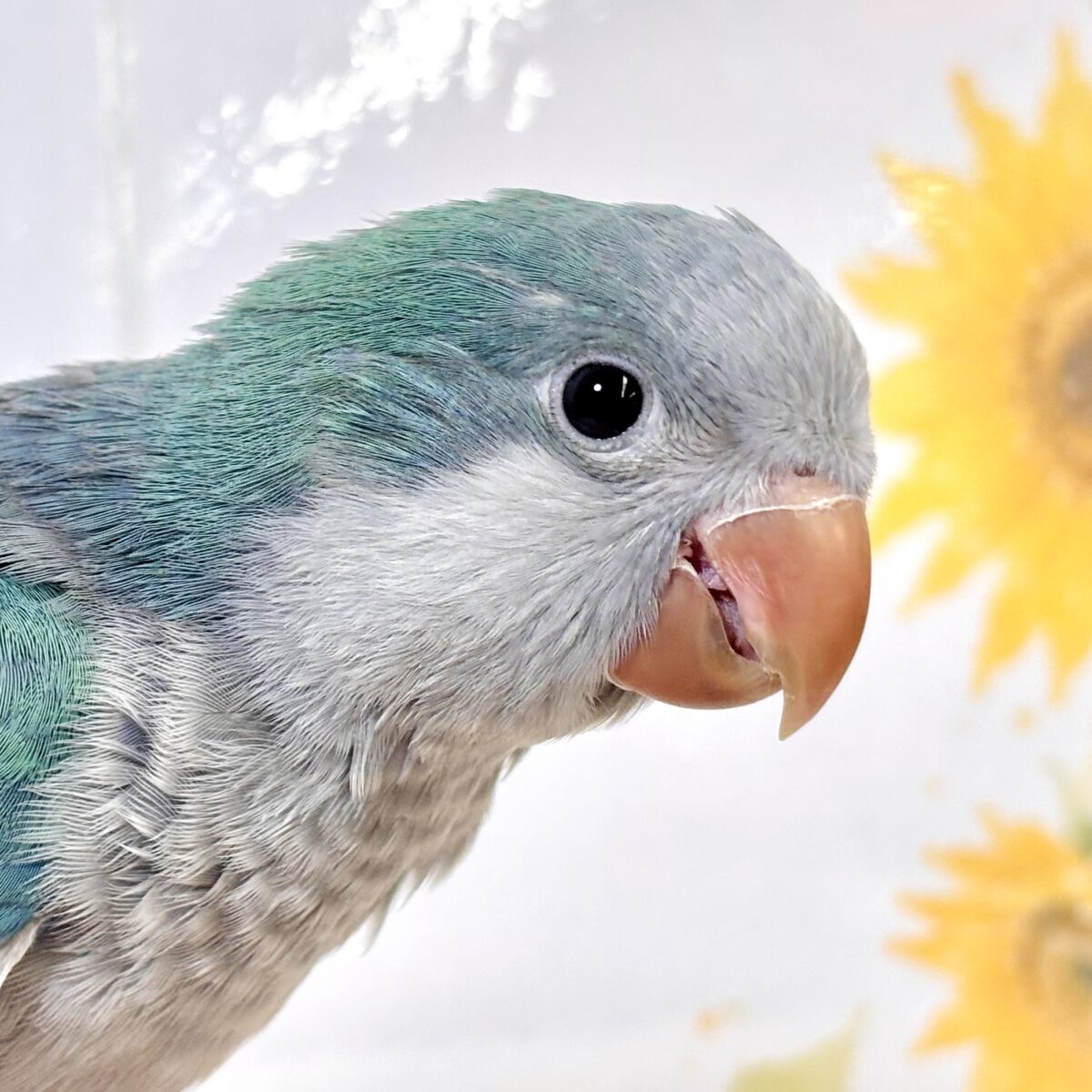 夏空に輝く小さな妖精🧚‍♂️✨ オキナインコ アクアブルーの中びなちゃん 💙💚