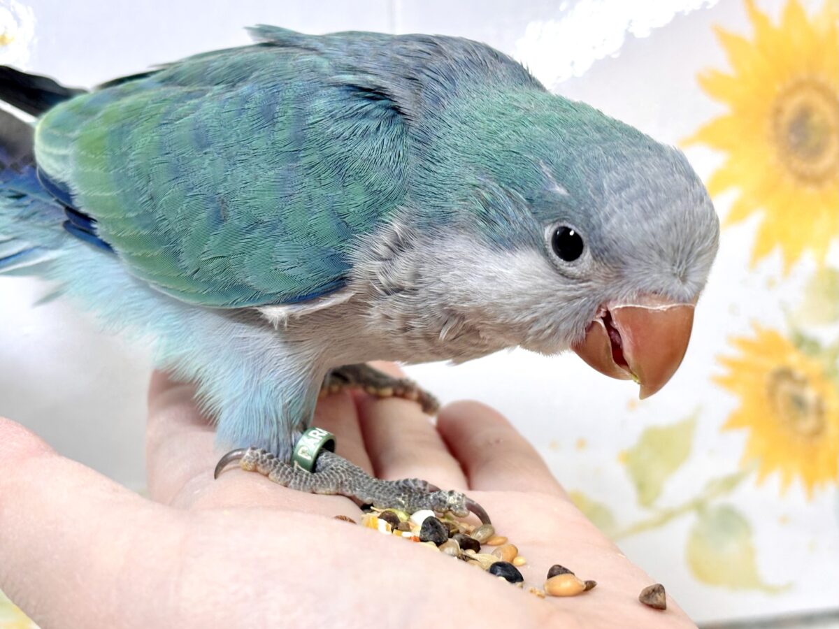 オキナインコ