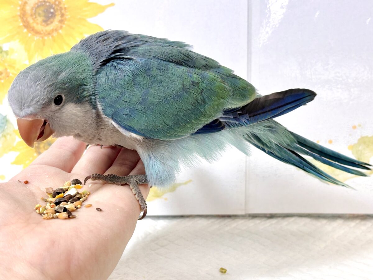 オキナインコ