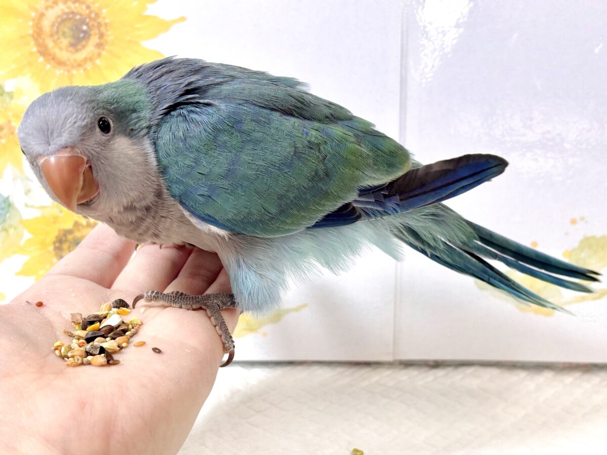 オキナインコ