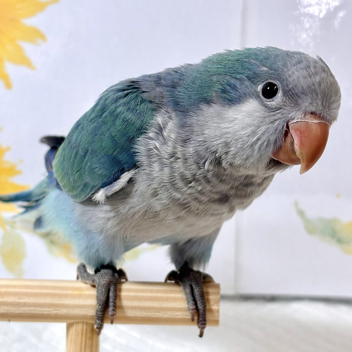 オキナインコ
