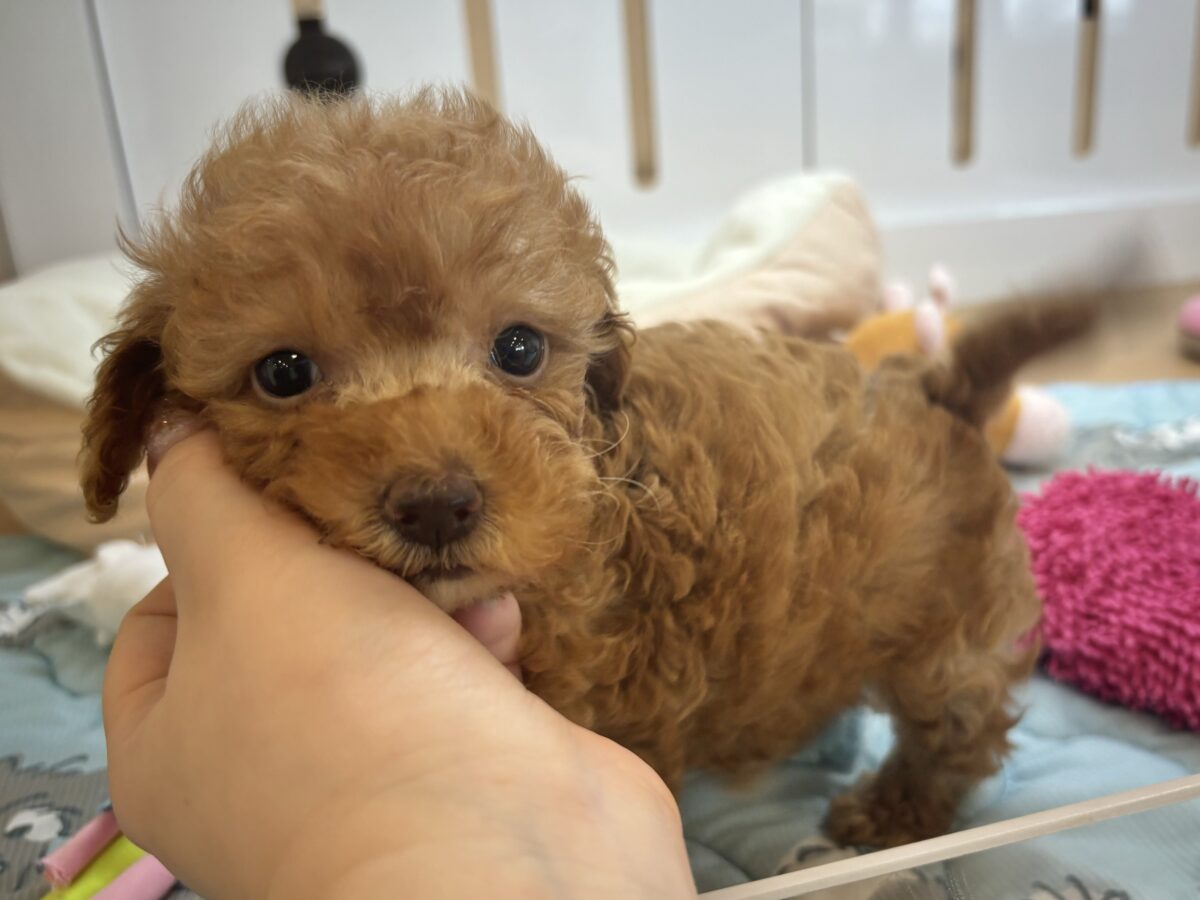 超ホヤホヤ最新画像✨私の愛の叫びを受け止めて〜♥トイプードルちゃん! トイプードル