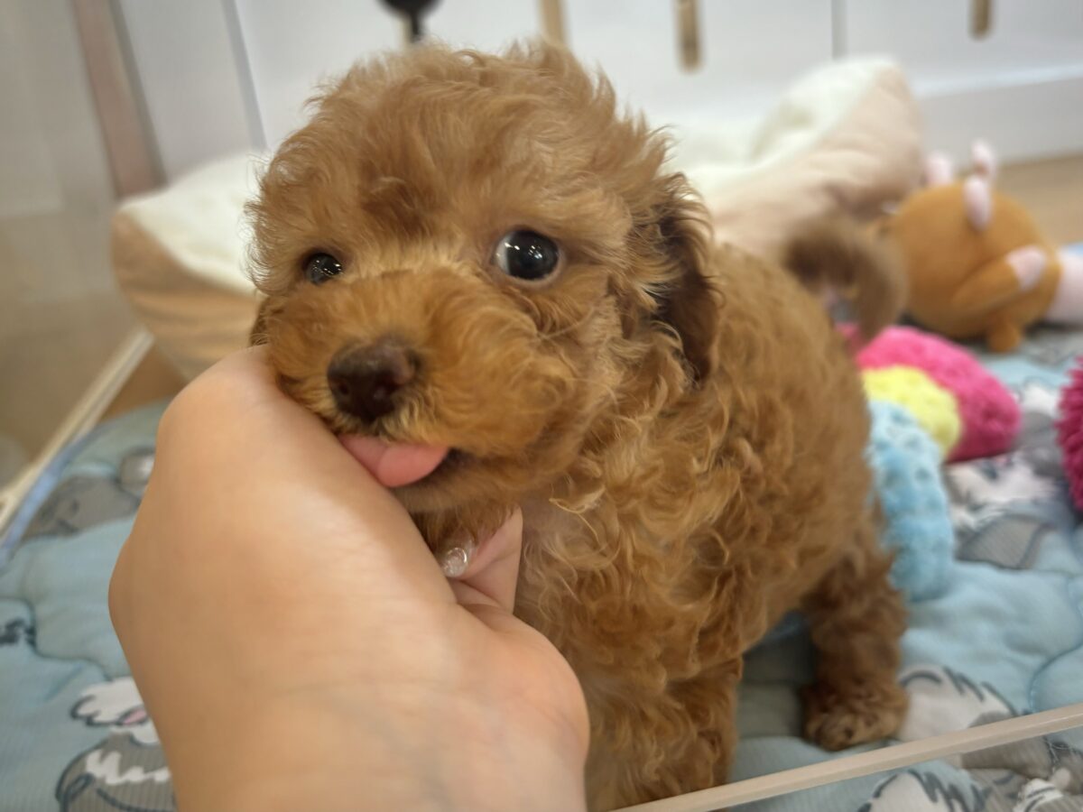 超ホヤホヤ最新画像✨私の愛の叫びを受け止めて〜♥トイプードルちゃん! トイプードル