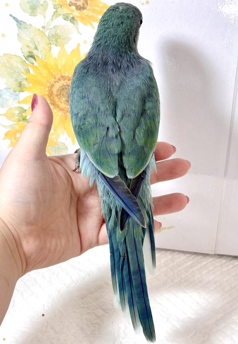 オキナインコ