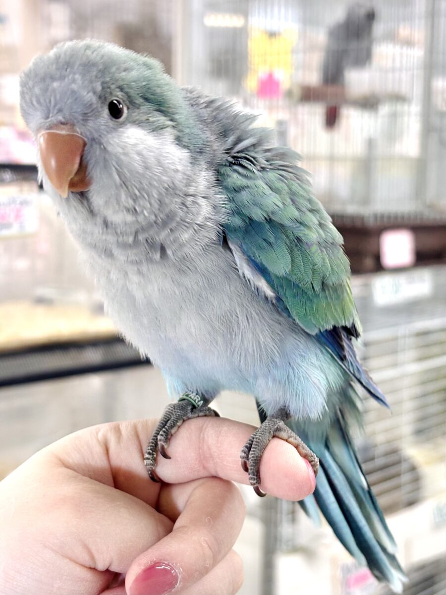 オキナインコ