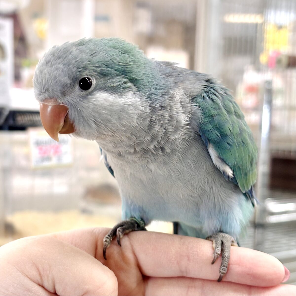 夏空に輝く小さな妖精🧚♂️✨ オキナインコ アクアブルーの中びなちゃん 💙💚 オキナインコ