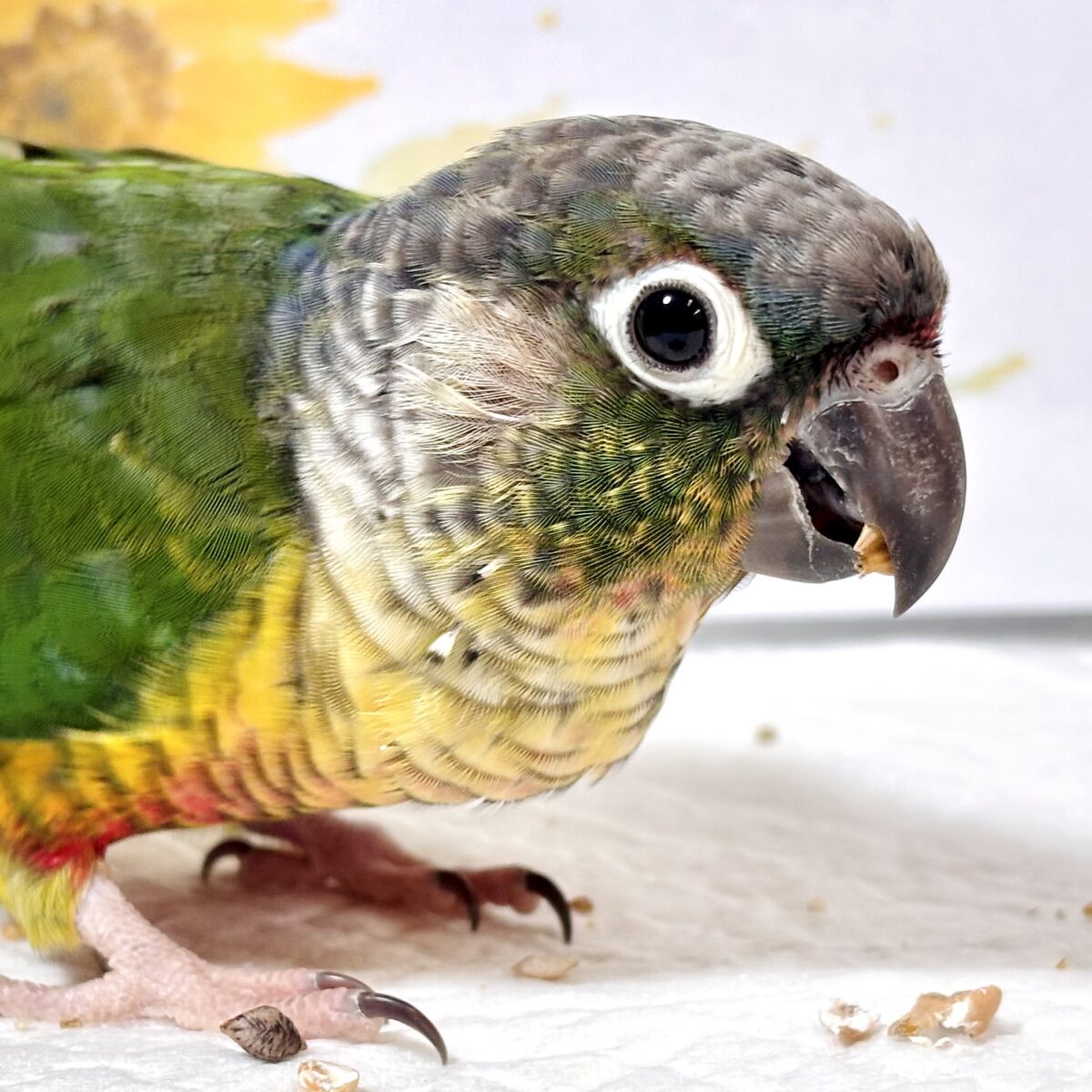 ワキコガネウロコインコ  ‪💚🌟.｡.:*・°