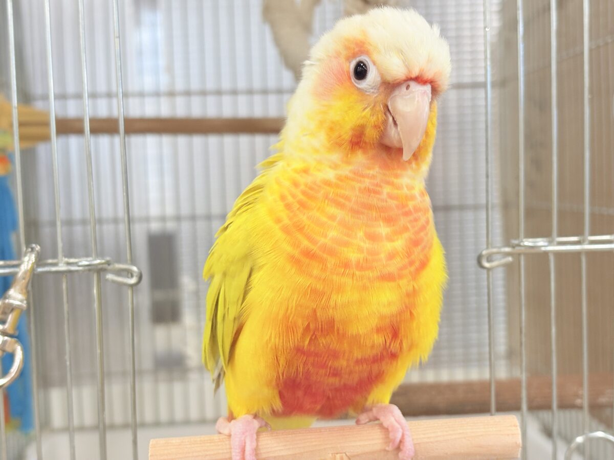 ホオミドリウロコインコ