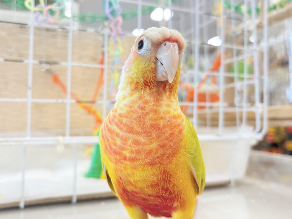 ホオミドリウロコインコ