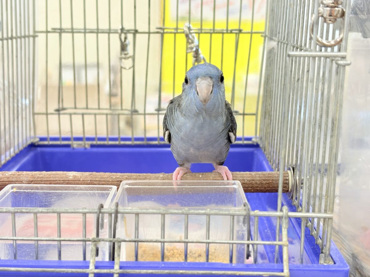 サザナミインコ