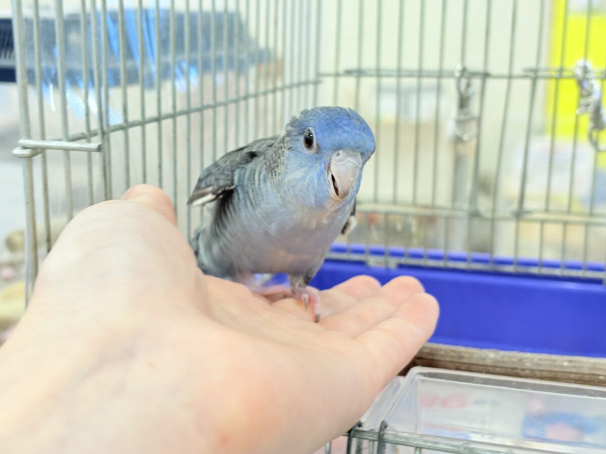 【最新画像更新🪄もうすぐひとり餌☆】ほわわわ☁️わた毛博士ちゃん🐣💙サザナミインコ(コバルト) ヒナ サザナミインコ