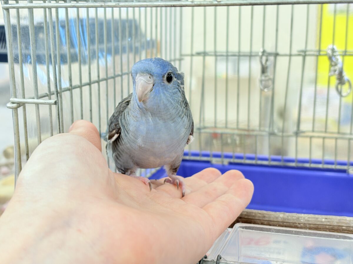 【最新画像更新🪄もうすぐひとり餌☆】ほわわわ☁️わた毛博士ちゃん🐣💙サザナミインコ(コバルト) ヒナ サザナミインコ