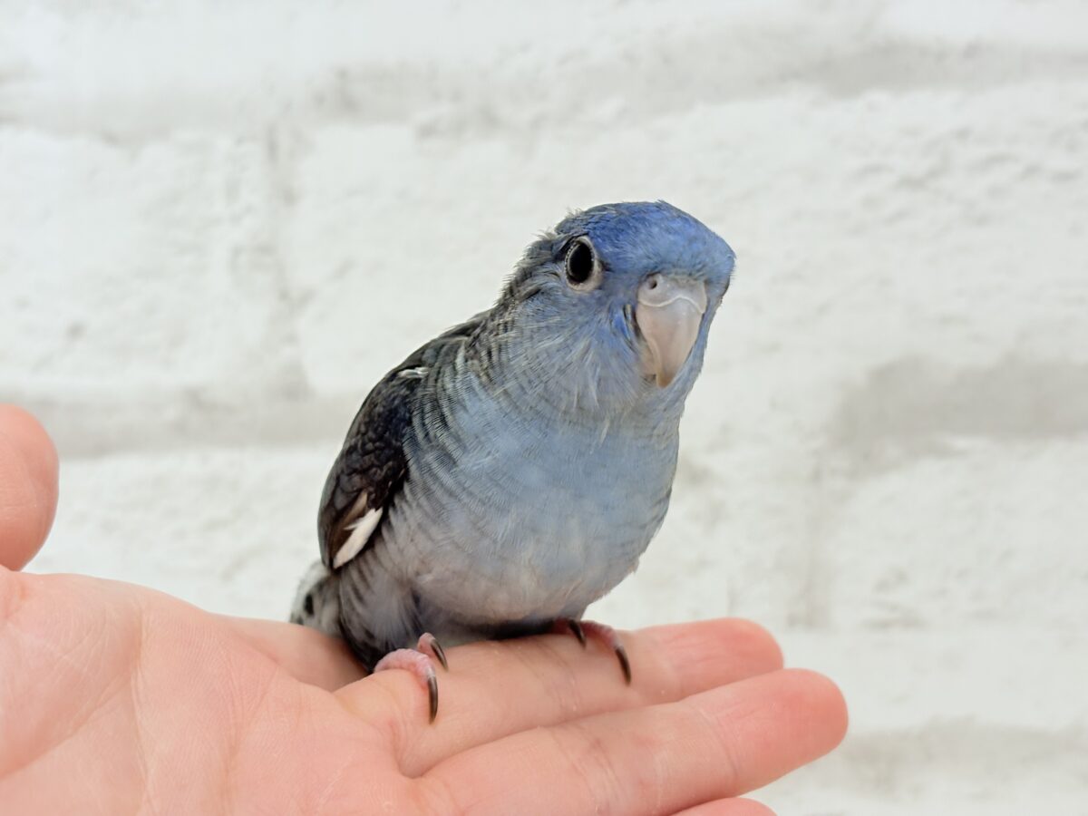 サザナミインコ