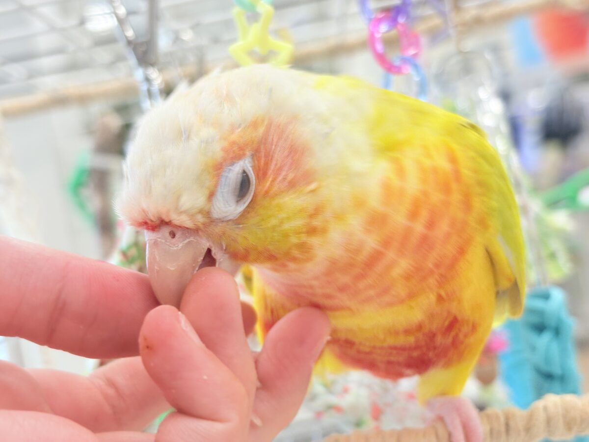 ホオミドリウロコインコ