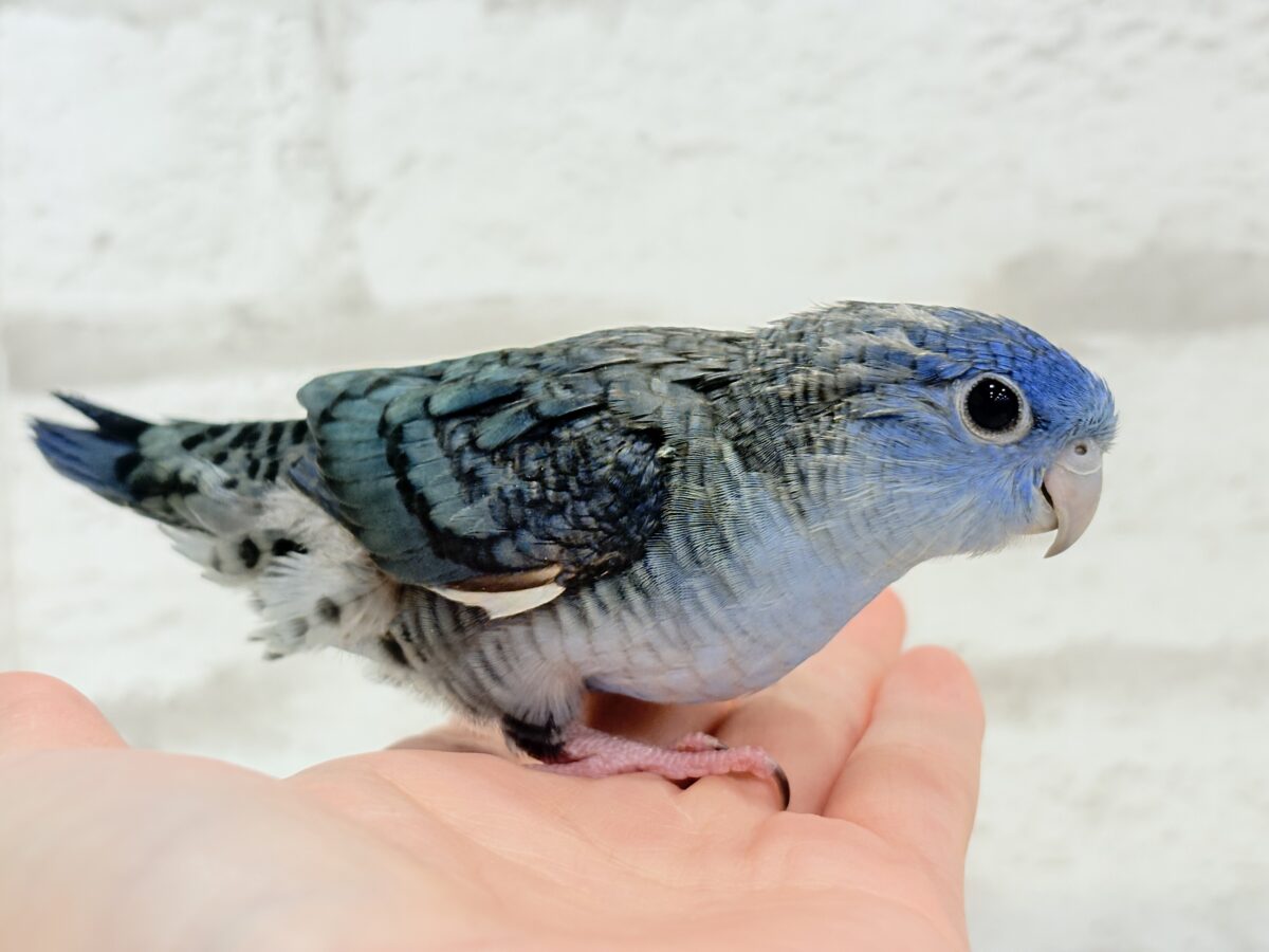サザナミインコ
