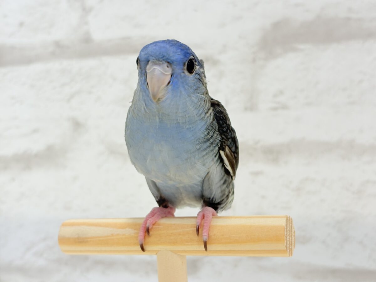 【最新画像更新🪄もうすぐひとり餌☆】ほわわわ☁️わた毛博士ちゃん🐣💙サザナミインコ(コバルト) ヒナ サザナミインコ
