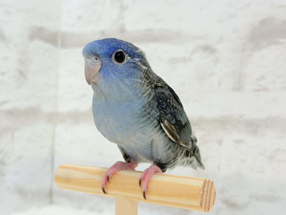 【最新画像更新🪄もうすぐひとり餌☆】ほわわわ☁️わた毛博士ちゃん🐣💙サザナミインコ(コバルト) ヒナ サザナミインコ
