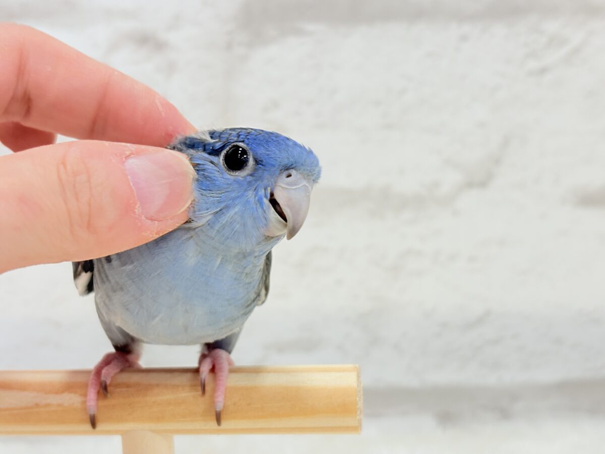 サザナミインコ