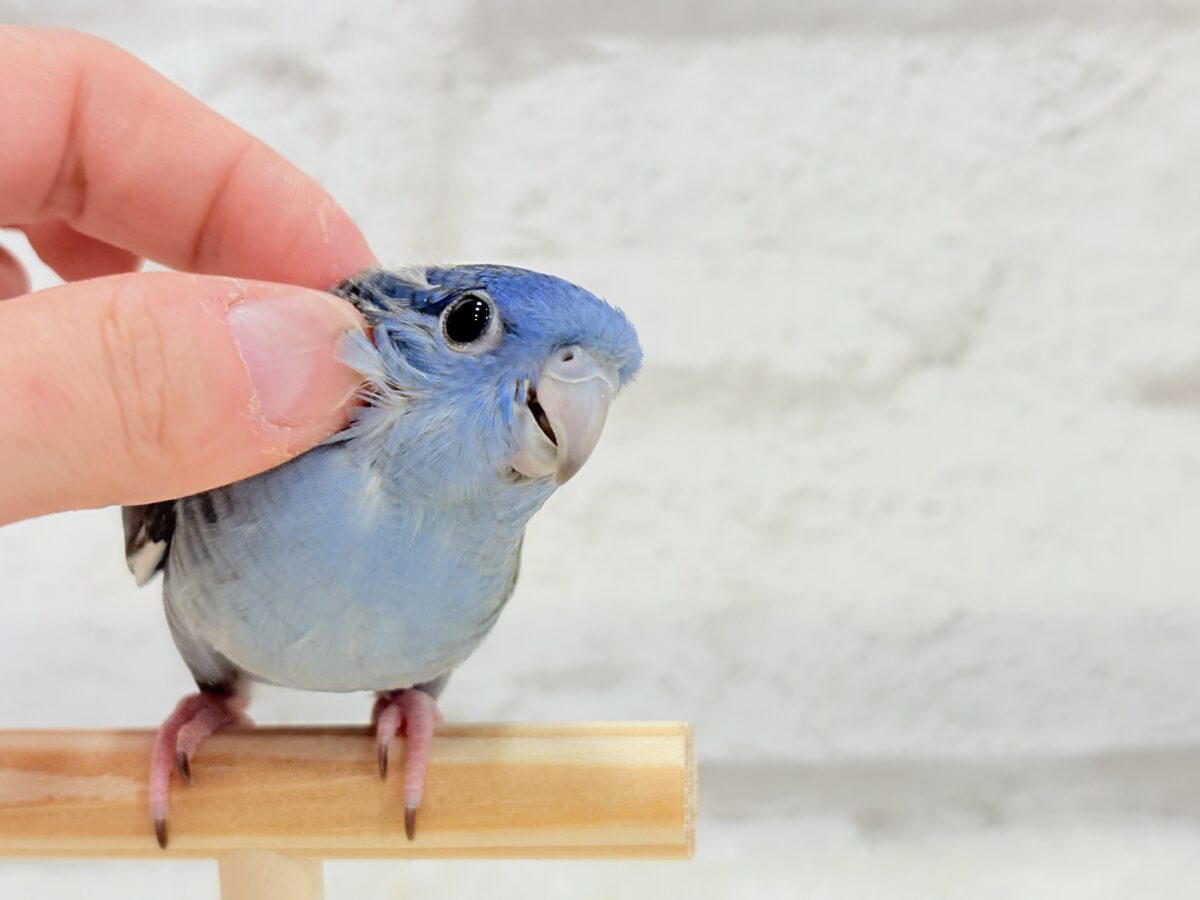 サザナミインコ