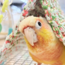 【最新画像更新🪄】ほんとはね…甘えたいんだ…♡♡ウロコインコ(サンチーク)