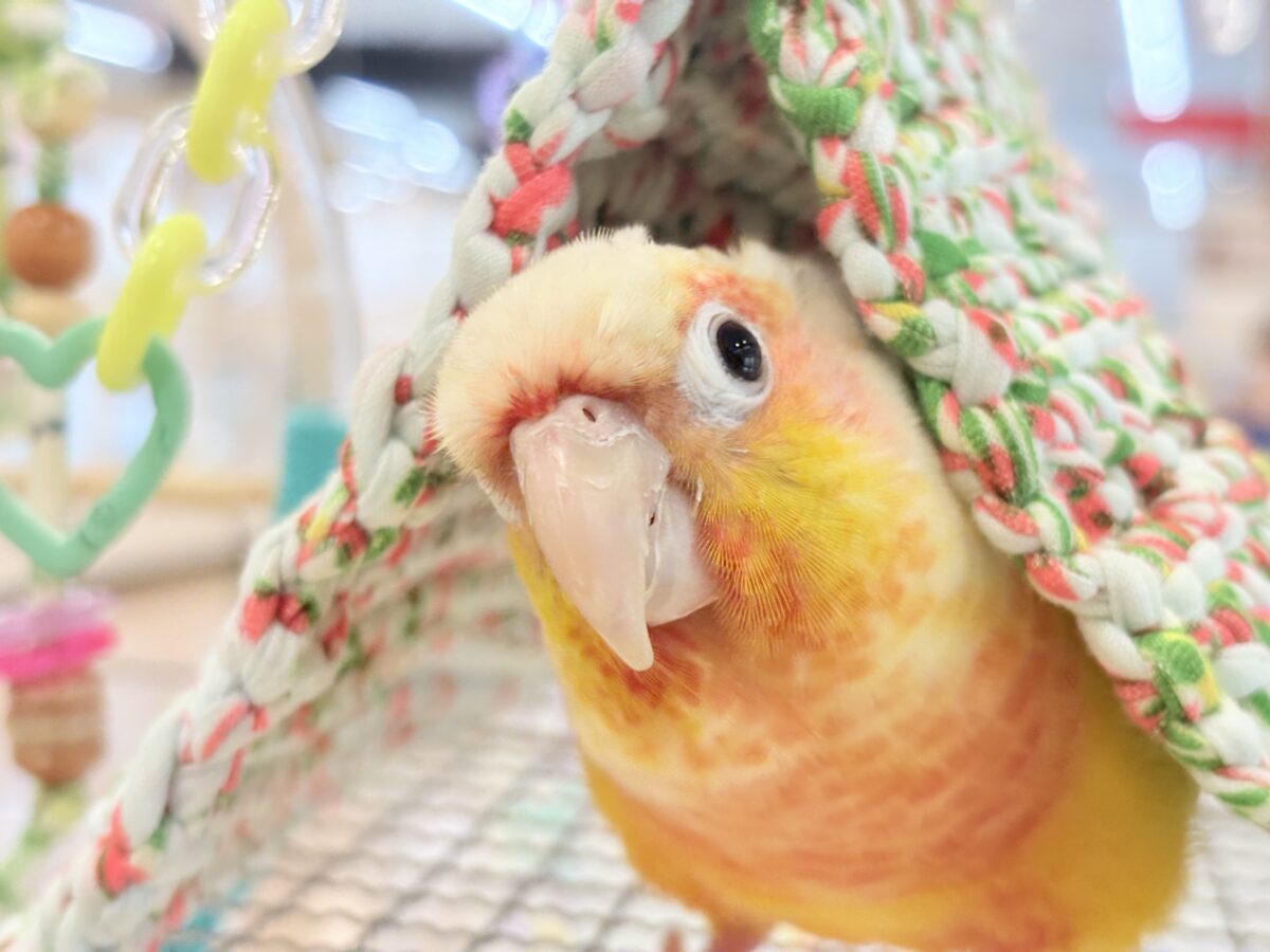 【最新画像更新🪄】ほんとはね…甘えたいんだ…♡♡ウロコインコ(サンチーク)