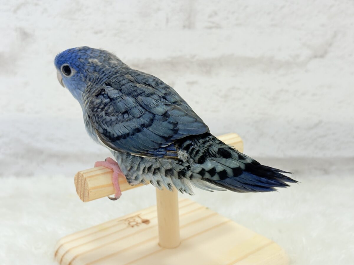 サザナミインコ