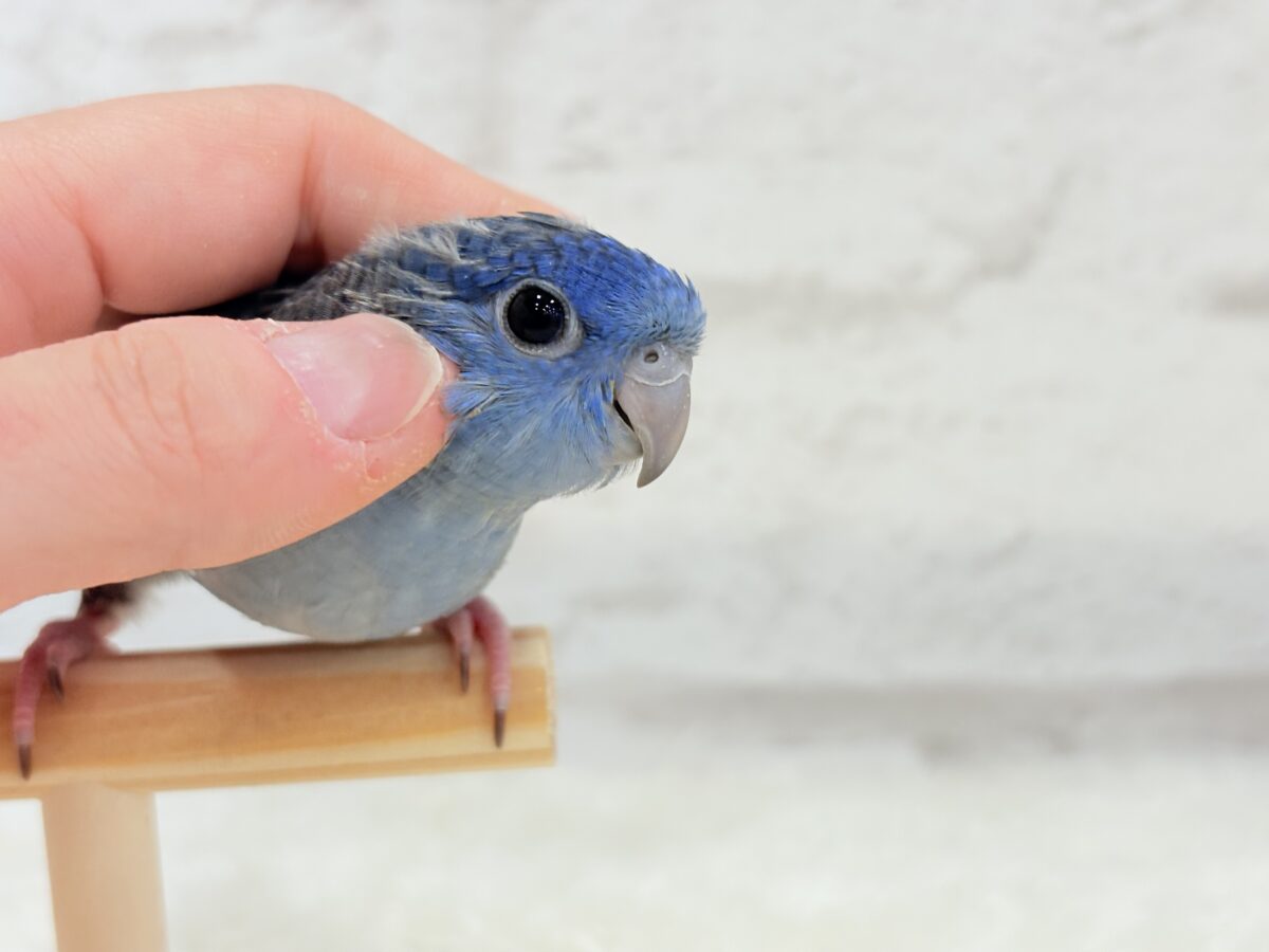 サザナミインコ