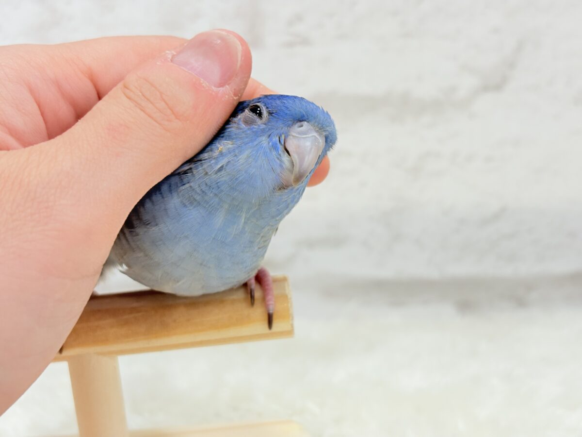 【最新画像更新🪄もうすぐひとり餌☆】ほわわわ☁️わた毛博士ちゃん🐣💙サザナミインコ(コバルト) ヒナ サザナミインコ