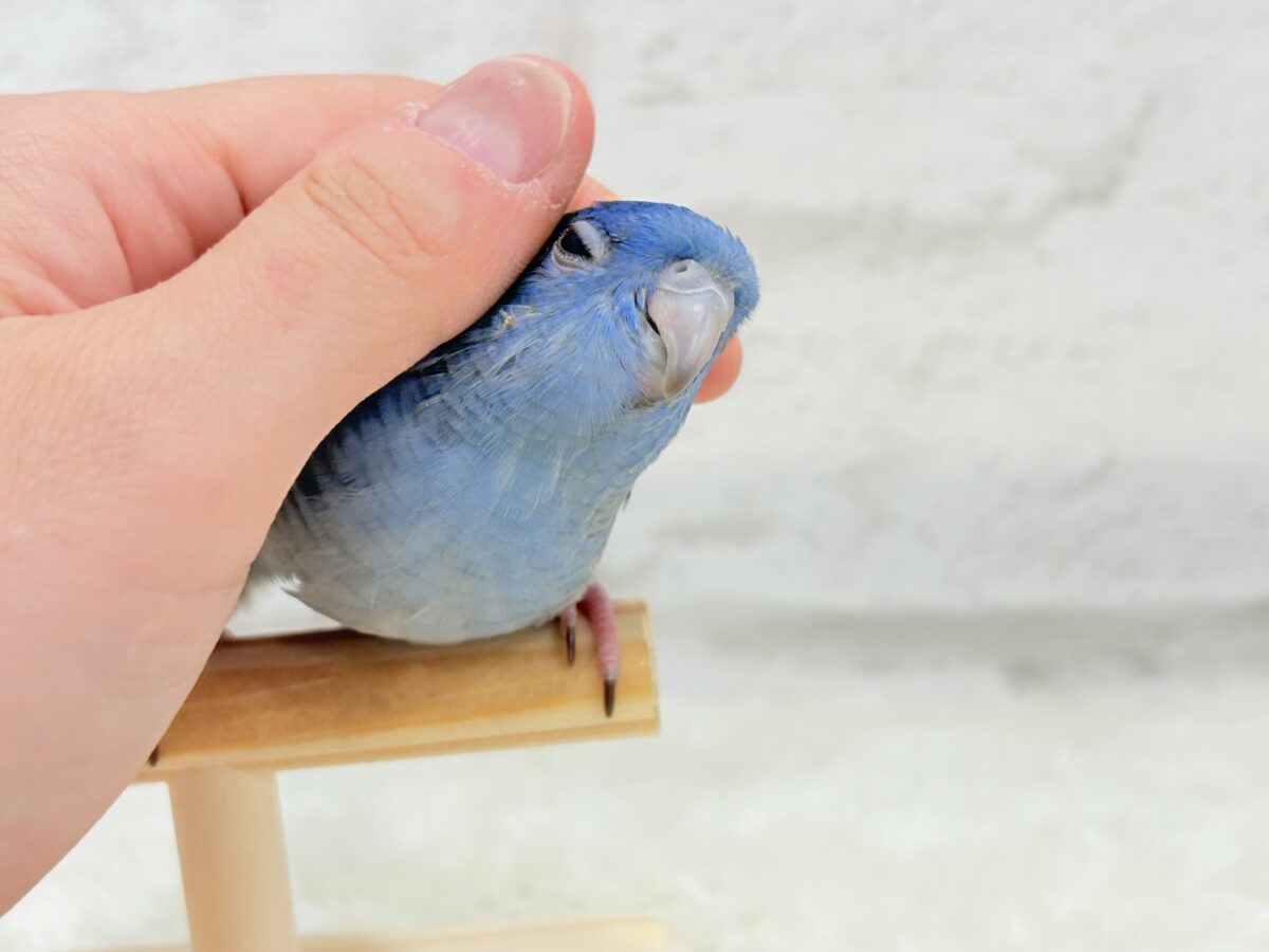 【最新画像更新🪄もうすぐひとり餌☆】ほわわわ☁️わた毛博士ちゃん🐣💙サザナミインコ(コバルト) ヒナ サザナミインコ