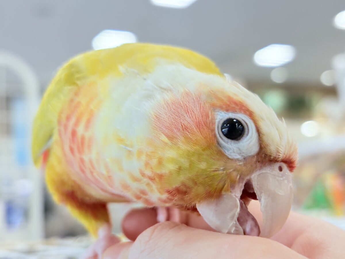 ホオミドリウロコインコ
