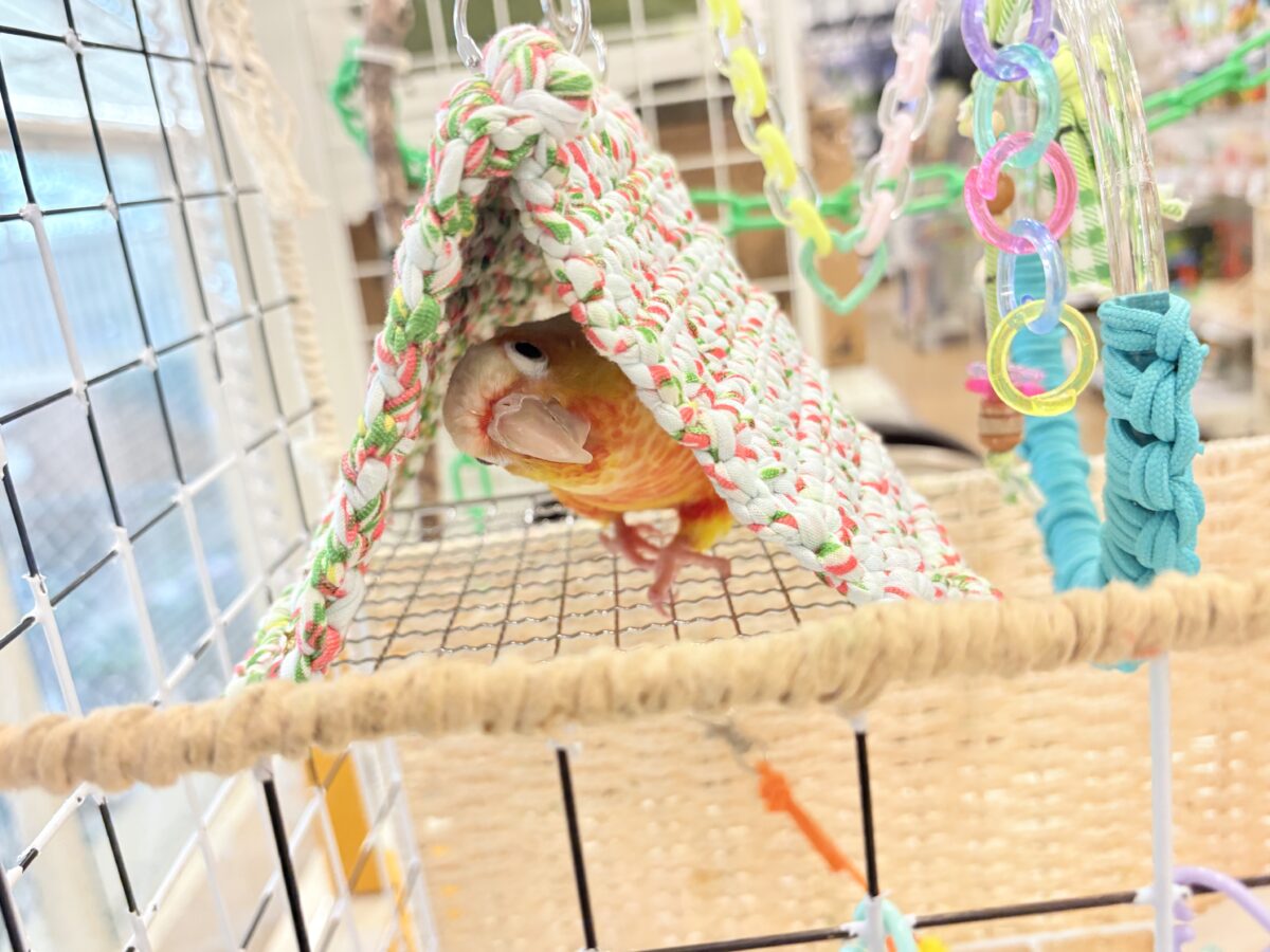 ホオミドリウロコインコ