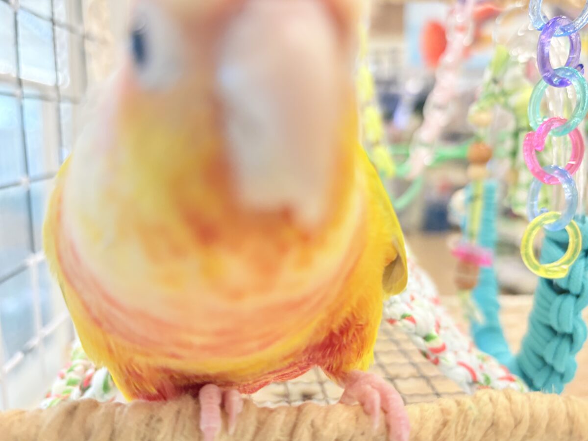 ホオミドリウロコインコ