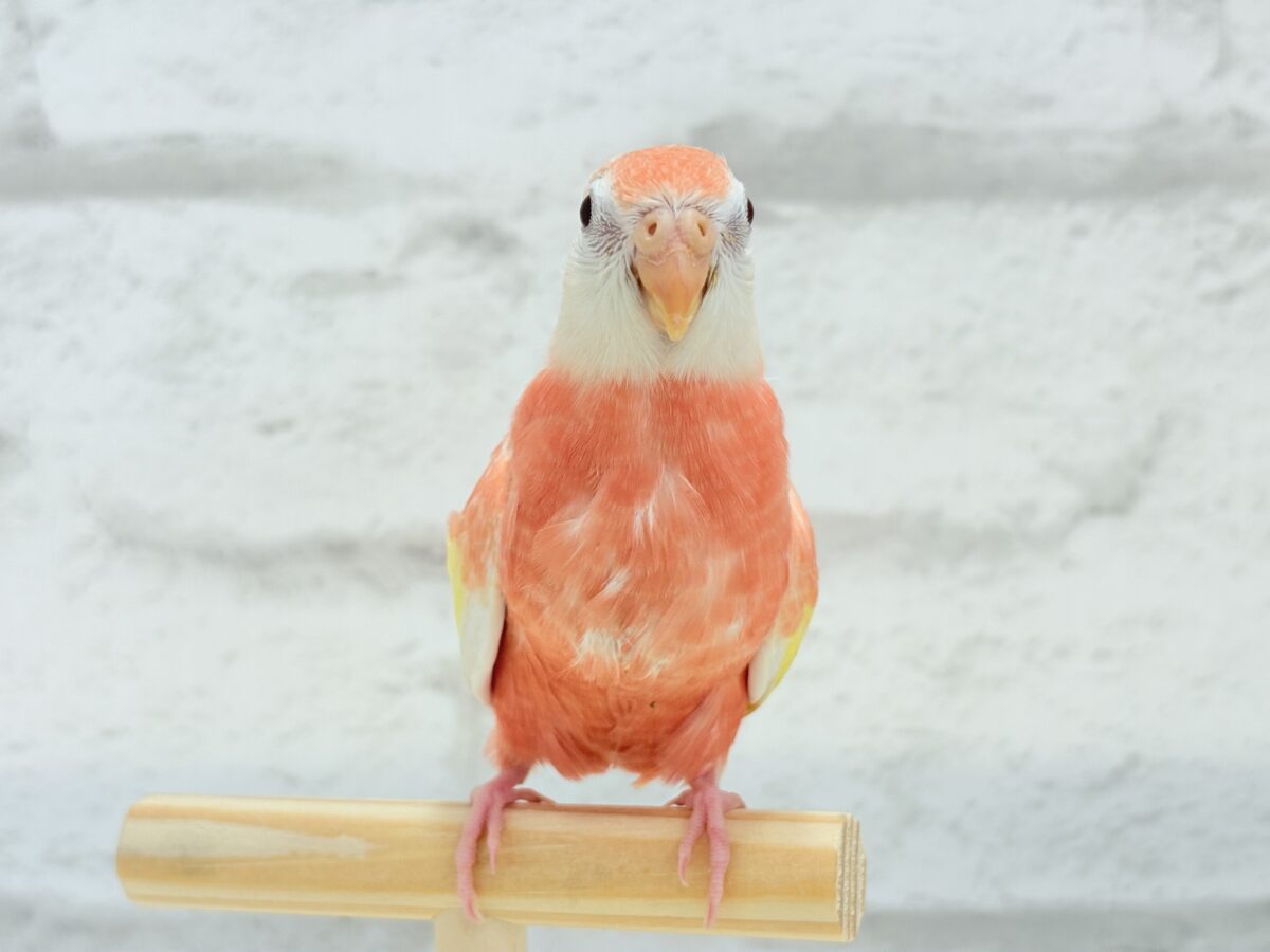 アキクサインコ（秋草インコ）