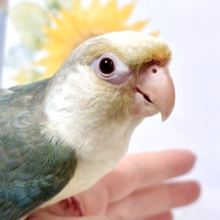 ウロコインコ  シナモンブルーファロー  🌿‬🫖🍒✨