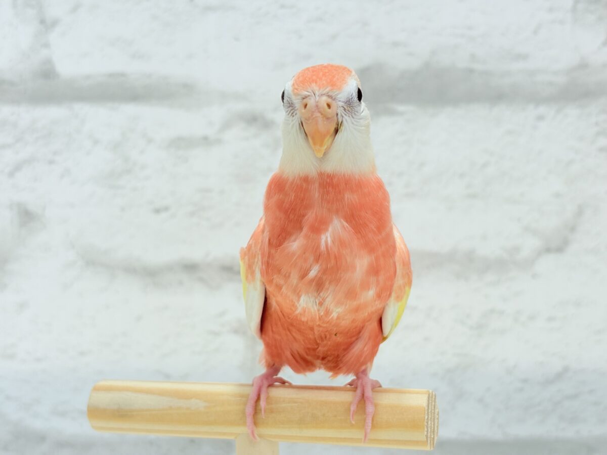 アキクサインコ（秋草インコ）